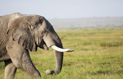 AFRICA