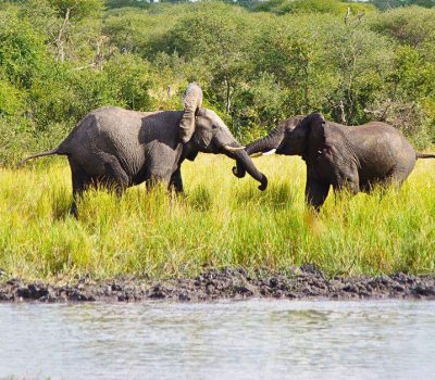 Khaudum-National-Park-Namibia-Elephants