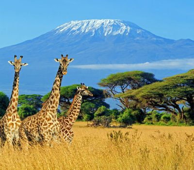jirafas kilimanjaro