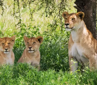 leona-con-los-cachorros-en-la-sabana-parque-nacional-kenia-tanzania-masai-mara-serengeti-79107333